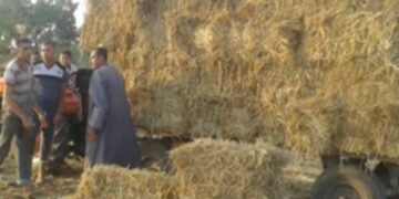 الزراعة": تجميع اكثر من ٣٥٦ الف طن من قش الارز 2 - جريدة المساء الزراعة": تجميع اكثر من ٣٥٦ الف طن من قش الارز 1 - جريدة المساء