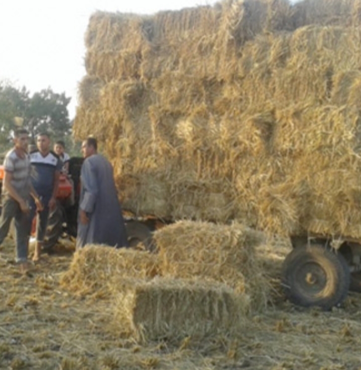 الزراعة": تجميع اكثر من ٣٥٦ الف طن من قش الارز 20 - جريدة المساء الزراعة": تجميع اكثر من ٣٥٦ الف طن من قش الارز 19 - جريدة المساء