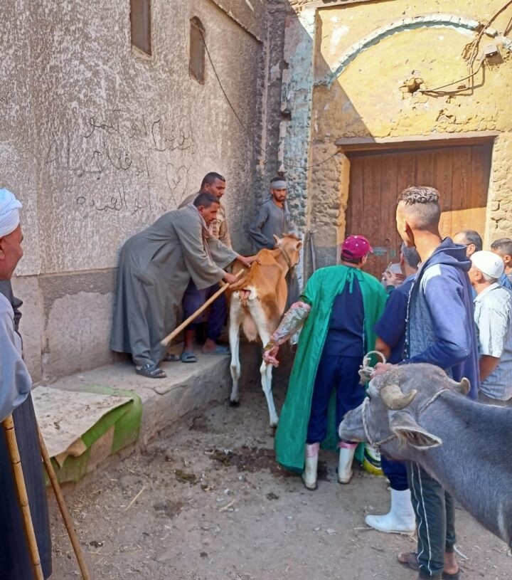 الزراعة: تحصين أكثر من 5.3 مليون جرعة ضد مرضى الحمي القلاعية و الوادي المتصدع 15 - جريدة المساء