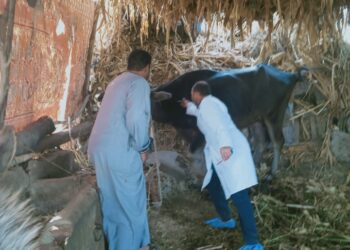 الزراعة : تحصين أكثر من 345 الف رأس ماشية ضد مرض الحمي القلاعية وحمى الوادى المتصدع 30 - جريدة المساء