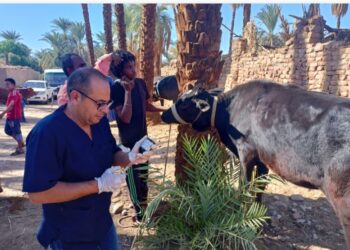 ٦ قوافل بيطرية مجانية للقرى المتضررة من السيول في أسوان 21 - جريدة المساء