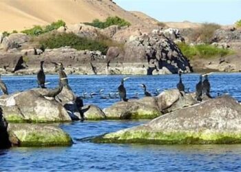 أحب صوتك.. قصة قصيرة 31 - جريدة المساء