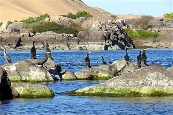 أحب صوتك.. قصة قصيرة 18 - جريدة المساء