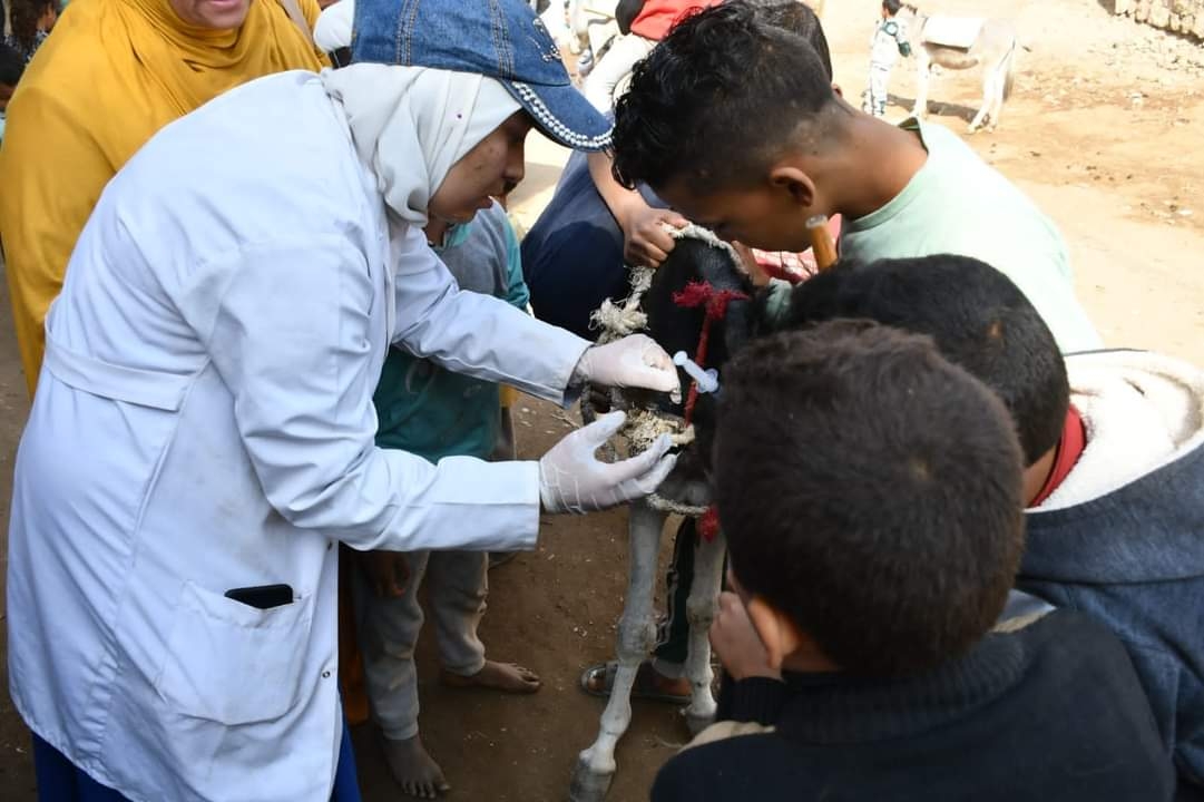 قافلة جامعة سوهاج البيطرية المجانية تناظر ٦٨٨ حالة بقرية بني واصل 17 - جريدة المساء