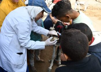 قافلة جامعة سوهاج البيطرية المجانية تناظر ٦٨٨ حالة بقرية بني واصل 33 - جريدة المساء