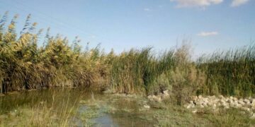 مصرف المنطقة الصناعية بالكيلو 17الإسماعيلية يهدد بكارثة بيئية !! 2 - جريدة المساء مصرف المنطقة الصناعية بالكيلو 17الإسماعيلية يهدد بكارثة بيئية !! 1 - جريدة المساء