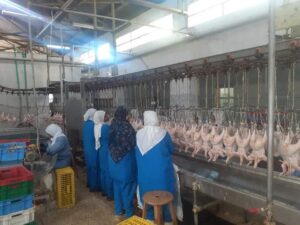 "الطيبى" يتابع سير العمل بالمجزر الآلى ومصنع الألبان ومحطة تسمين العجول .. بقنا 41 - جريدة المساء