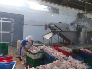 "الطيبى" يتابع سير العمل بالمجزر الآلى ومصنع الألبان ومحطة تسمين العجول .. بقنا 39 - جريدة المساء