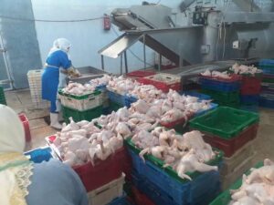 "الطيبى" يتابع سير العمل بالمجزر الآلى ومصنع الألبان ومحطة تسمين العجول .. بقنا 37 - جريدة المساء