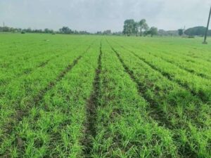 ندوات إرشادية للنهوض بمحصول القمح بالشرقية.. لتحقيق أعلي انتاجية 21 - جريدة المساء