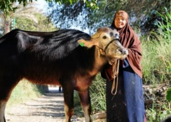 2627رأس ماشية للشباب وللأسر المعيلة والأولى بالرعاية في الشرقية 31 - جريدة المساء