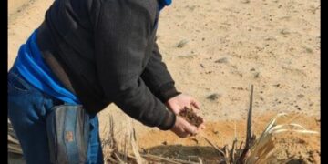 الزراعة: استمرار مكافحة سوسة النخيل بمنطقة المغرة 1 - جريدة المساء