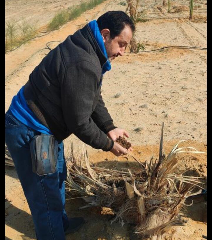 الزراعة: استمرار مكافحة سوسة النخيل بمنطقة المغرة 19 - جريدة المساء