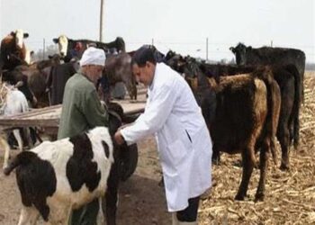 "قنا" .. الأولى على الصعيد فى تحصين الحيوانات ضد الحمى القلاعية والوادى المتصدع 28 - جريدة المساء