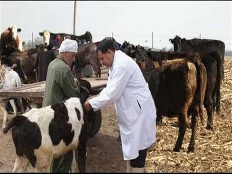 "قنا" .. الأولى على الصعيد فى تحصين الحيوانات ضد الحمى القلاعية والوادى المتصدع 17 - جريدة المساء