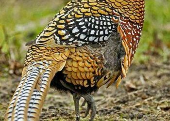 ضبط طيور برية محظور حيازتها أو الإمساك بها في السويس 16 - جريدة المساء