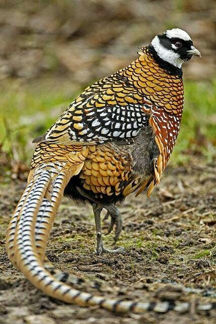 ضبط طيور برية محظور حيازتها أو الإمساك بها في السويس 17 - جريدة المساء