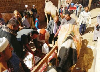 قافلة بيطرية مجانية بقرية أولاد إلياس بأسيوط 25 - جريدة المساء