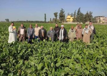 زراعة بنجر السكر في ندوة ارشادية بزراعة الشرقية 31 - جريدة المساء