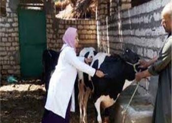 تحصين ٤٠ ألف رأس ماشية ضد الحمى القلاعية والوادى المتصدع .. بقنا 26 - جريدة المساء