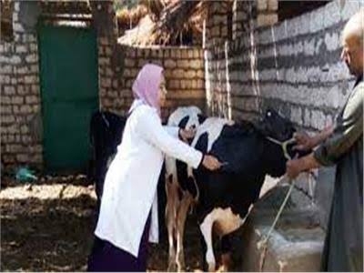 تحصين ٤٠ ألف رأس ماشية ضد الحمى القلاعية والوادى المتصدع .. بقنا 18 - جريدة المساء