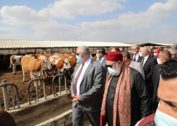 "مصر الخبر" والزراعة والبنك الزراعى يسلمون عجلات عشار لصغار المربيين 21 - جريدة المساء