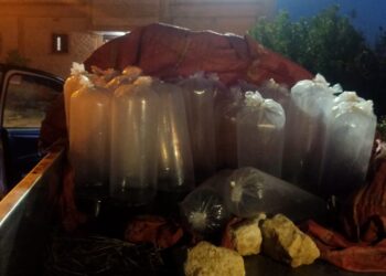 ضبط 6 آلاف "زريعة طوبار" محملة على سيارة وتسليمها للثروة السمكية بكفر الشيخ 17 - جريدة المساء