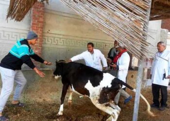 قنا تحقق المركز الأول على مستوى الصعيد في التحصين ضد الجلد العقدى وجدرى الأغنام 19 - جريدة المساء