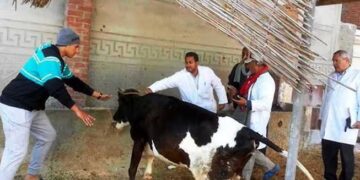 قنا تحقق المركز الأول على مستوى الصعيد في التحصين ضد الجلد العقدى وجدرى الأغنام 2 - جريدة المساء قنا تحقق المركز الأول على مستوى الصعيد في التحصين ضد الجلد العقدى وجدرى الأغنام 1 - جريدة المساء