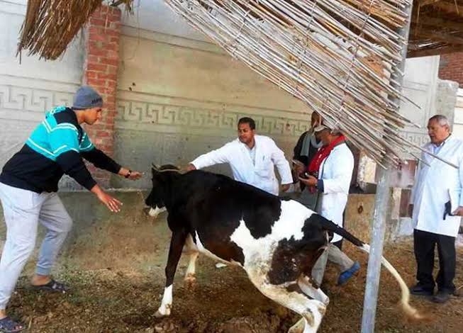 قنا تحقق المركز الأول على مستوى الصعيد في التحصين ضد الجلد العقدى وجدرى الأغنام 19 - جريدة المساء قنا تحقق المركز الأول على مستوى الصعيد في التحصين ضد الجلد العقدى وجدرى الأغنام 18 - جريدة المساء