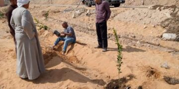 ضمن مبادرة " أحلى وهي خضرة " ... زراعة 200 شجرة ليمون بمركز جهينة 1 - جريدة المساء