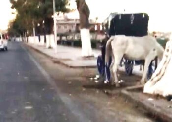 محافظ أسوان: مصادرة عربة حنطور مخالفة وإلغاء رخصتها 16 - جريدة المساء