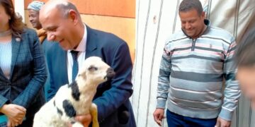  600 رأس أغنام للأسر الأولى بالرعاية بقرية المراشدة .. بقنا  1 - جريدة المساء