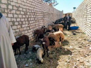  600 رأس أغنام للأسر الأولى بالرعاية بقرية المراشدة .. بقنا  29 - جريدة المساء