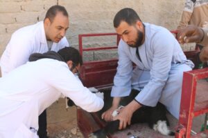 جامعة جنوب الوادى تنظم قافلة بيطرية بقرية "العمرة" 22 - جريدة المساء جامعة جنوب الوادى تنظم قافلة بيطرية بقرية "العمرة" 21 - جريدة المساء