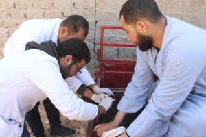 جامعة جنوب الوادى تنظم قافلة بيطرية بقرية "العمرة" 26 - جريدة المساء جامعة جنوب الوادى تنظم قافلة بيطرية بقرية "العمرة" 25 - جريدة المساء