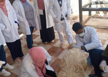 علاج 73 حالة متنوعة بالقافلة البيطرية لجامعة مطروح 17 - جريدة المساء