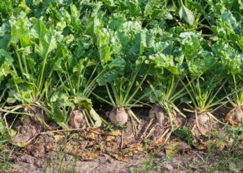 الأحد القادم .. بدء موسم توريد محصول البنجر في المنيا 15 - جريدة المساء