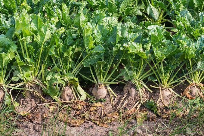 الأحد القادم .. بدء موسم توريد محصول البنجر في المنيا 19 - جريدة المساء