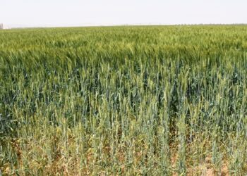 محافظ أسوان : حوافز الرئيس السيسى لدعم المزارعيين ستساهم فى زيادة فى توريد الأقماح إلى 166.6 ألف طن 19 - جريدة المساء