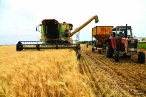 الذهب الأصفر.. يلمع فى شون وصوامع المحافظات 19 - جريدة المساء