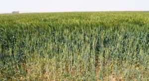 الذهب الأصفر.. يلمع فى شون وصوامع المحافظات 33 - جريدة المساء