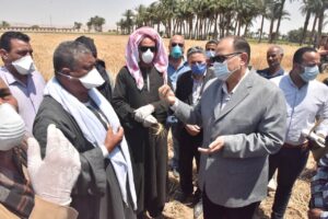 الذهب الأصفر.. يلمع فى شون وصوامع المحافظات 29 - جريدة المساء