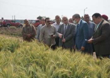 "الهجان" لمزارعي القمح بالقليوبية: توريد القمح "إلزامى" و عقوبات رادعة للممتنعين 18 - جريدة المساء