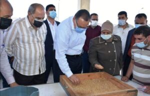 الذهب الأصفر.. يلمع فى شون وصوامع المحافظات 49 - جريدة المساء