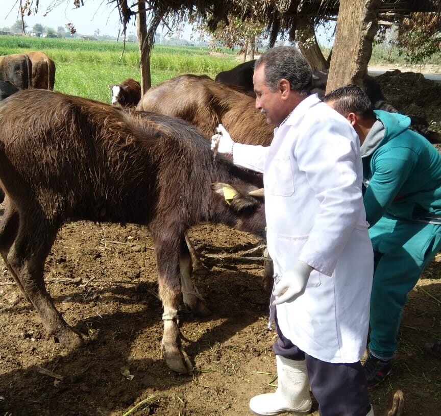 تحصين أكثر من 85 ألف من الثروة الحيوانية ببني سويف 16 - جريدة المساء