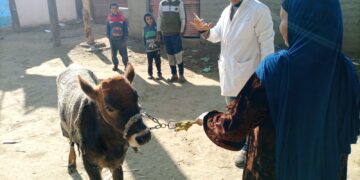 تحصين الثروة الحيوانية ببني سويف