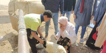 جامعة السادات تنظم قافله بيطريه وزراعيه بقرية منشأة سلطان مركز منوف المنوفيه 1 - جريدة المساء جامعة مدينة السادات تنظم قافله بيطريه وزراعيه بقرية منشأة سلطان مركز منوف المنوفيه