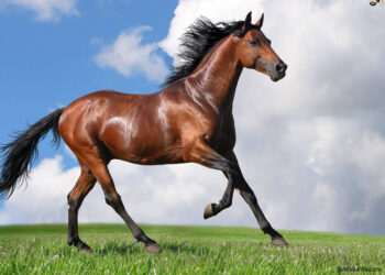 مجلس النواب يوافق على مشروع قانون محطة الزهراء لتربية الخيول.. والحصرى: يتماشى مع توجهات القيادة السياسية 17 - جريدة المساء