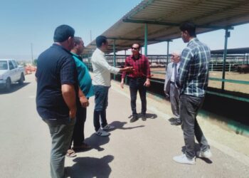 مديرية الزراعة بجنوب سيناء تحث المزارعين على توريد القمح .. وزراعة الذرة الصفراء 18 - جريدة المساء